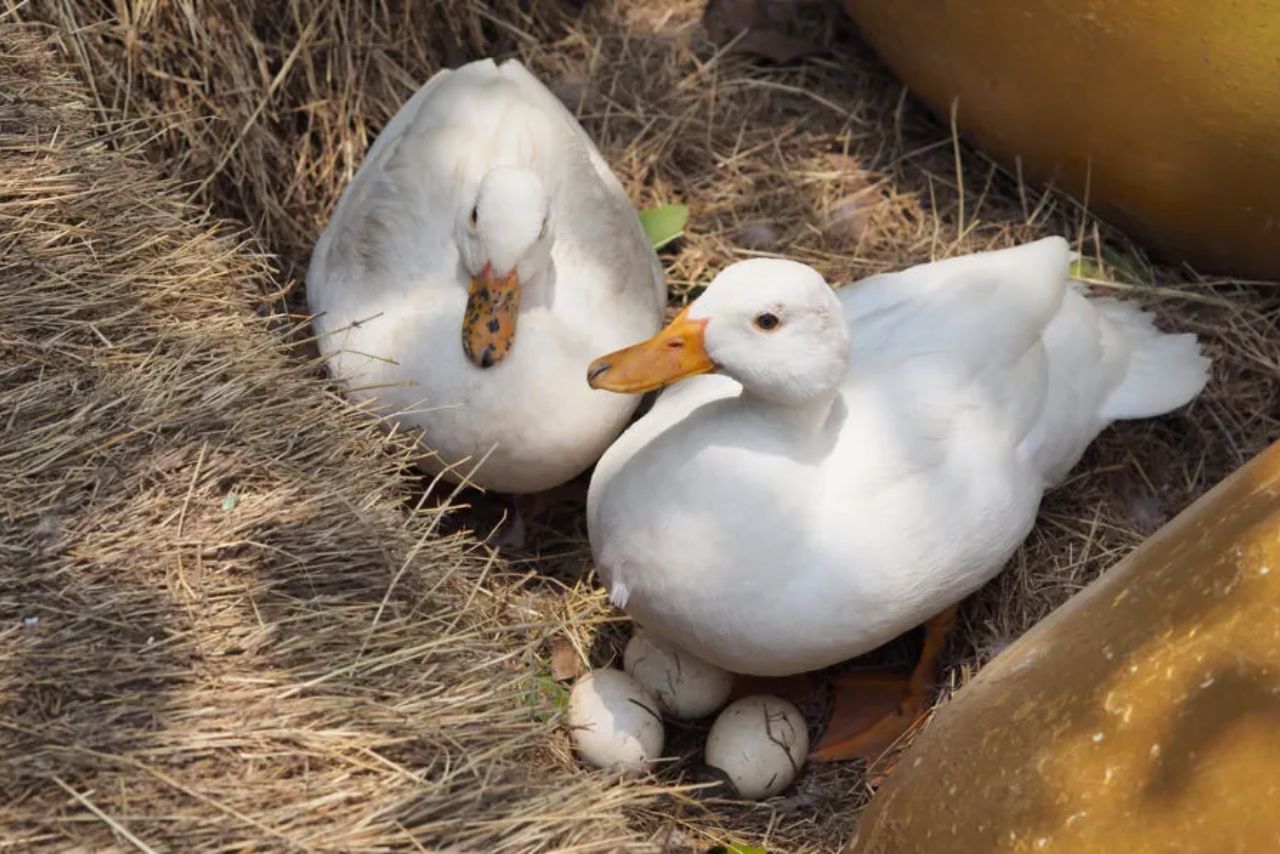 Do Male Ducks Sit On Eggs
