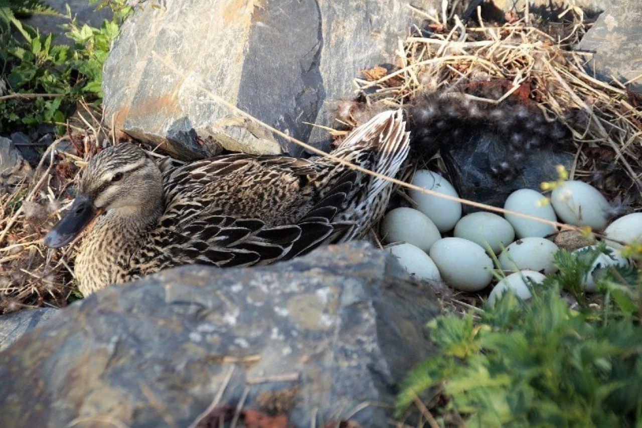 How Long Can Duck Eggs Survive Without Their Mother On Them