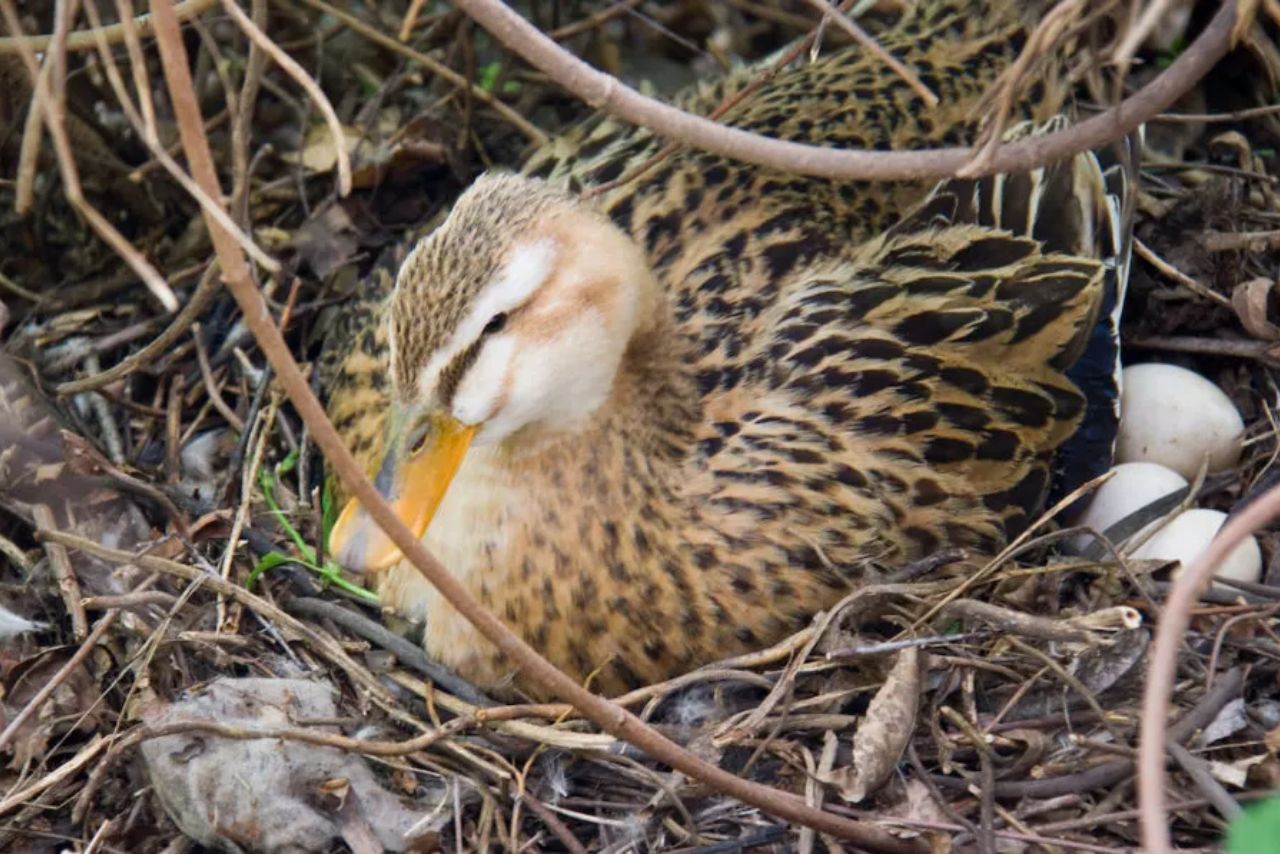 How Often Do Ducks Lay Unfertilized Eggs