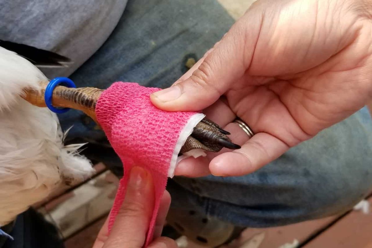 How To Wrap A Ducks Foot