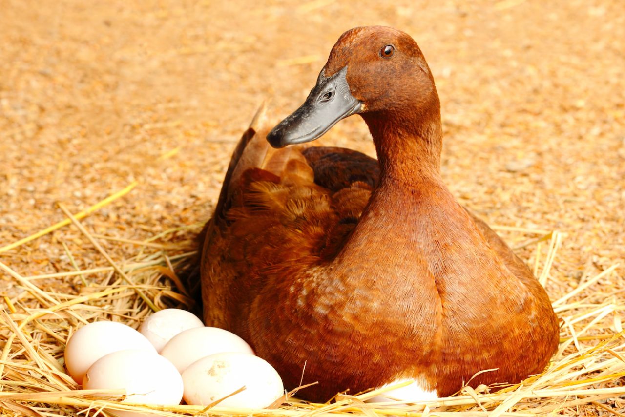 Will Ducks Sit On Unfertilized Eggs