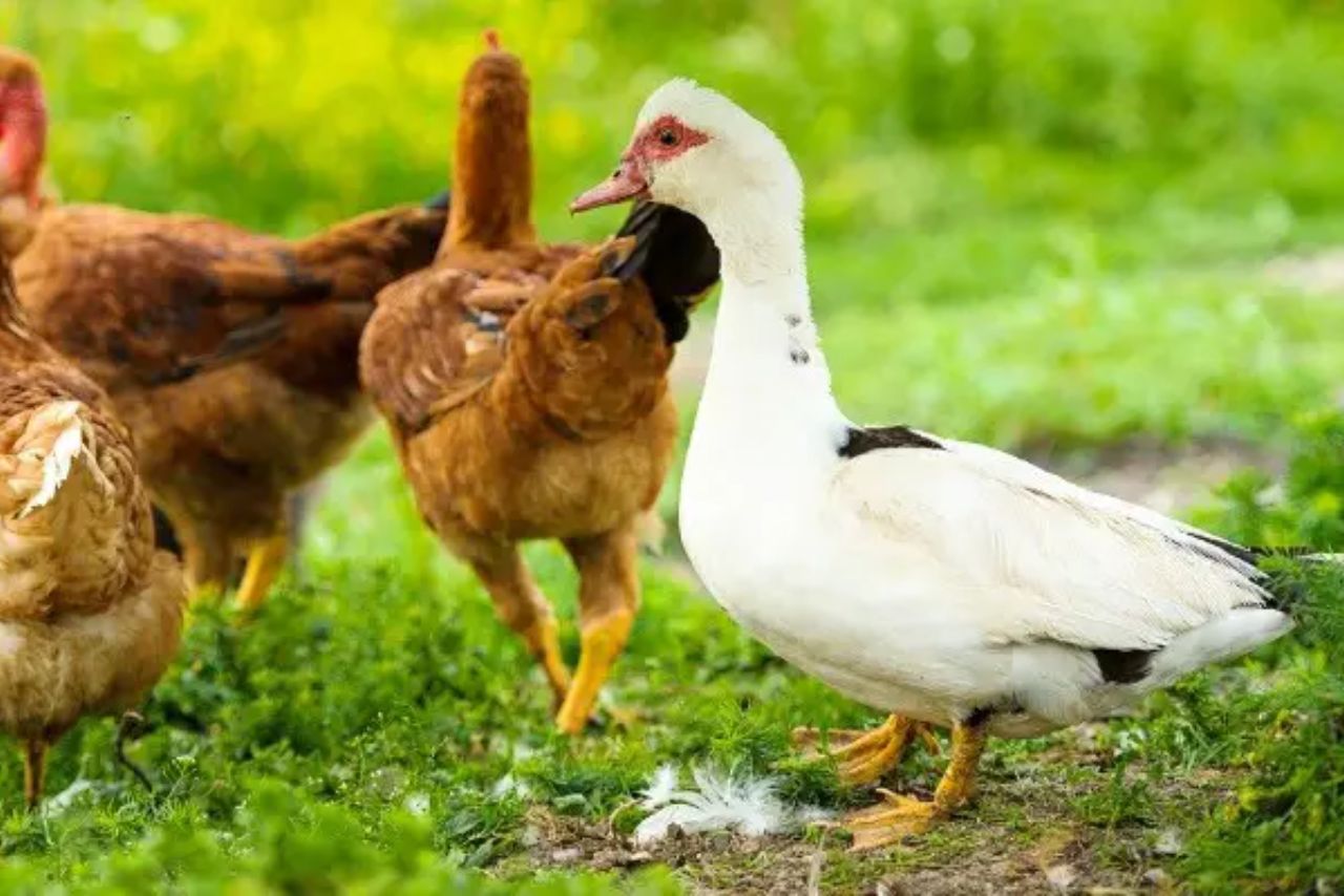 Can Ducks And Chickens Mate