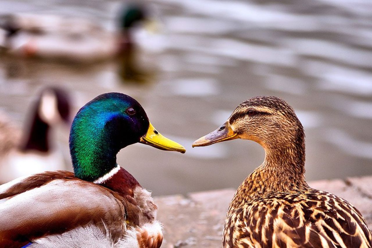 Can Ducks See Color