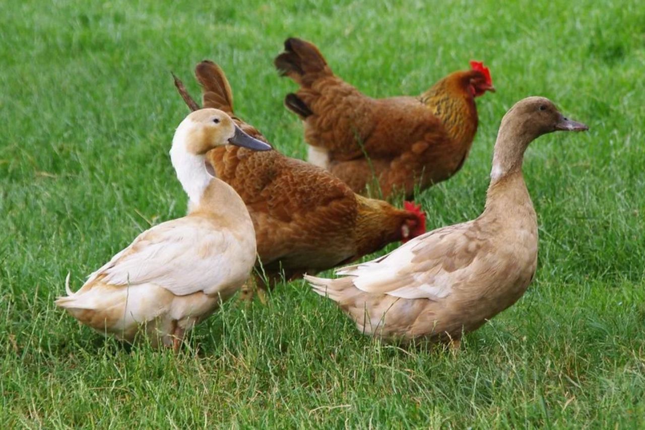 Can Male Ducks Live With Female Chickens