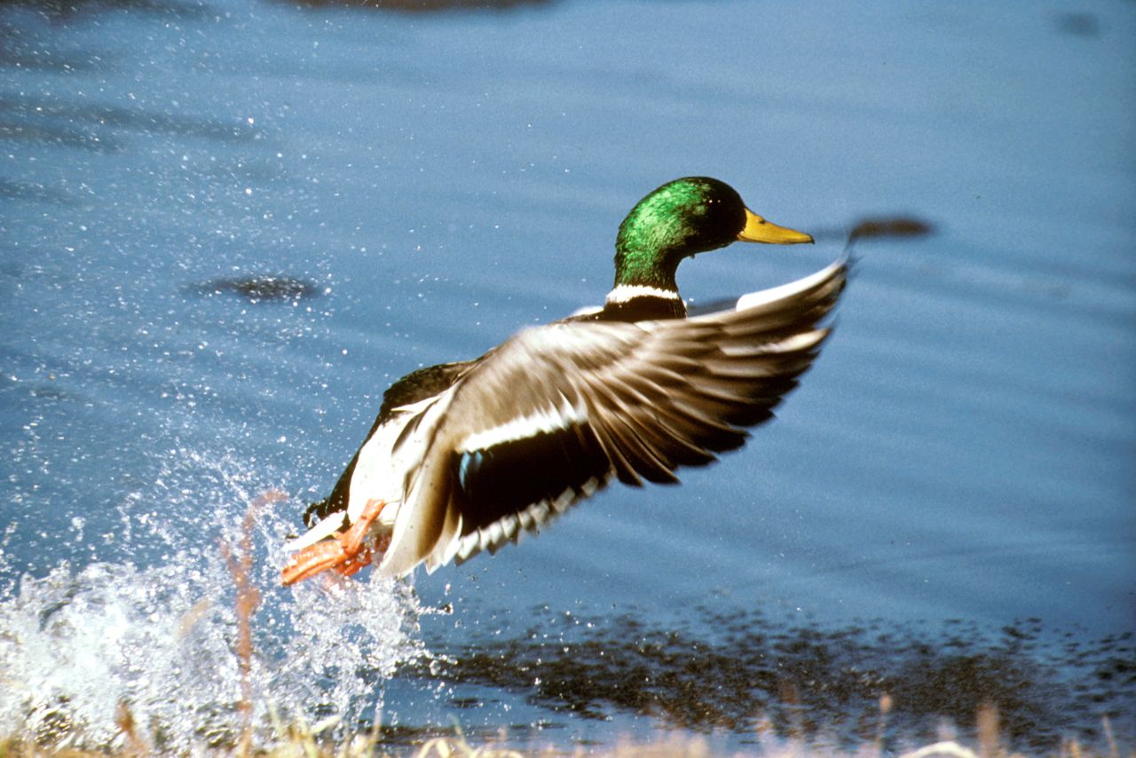 Can Mallard Ducks Fly