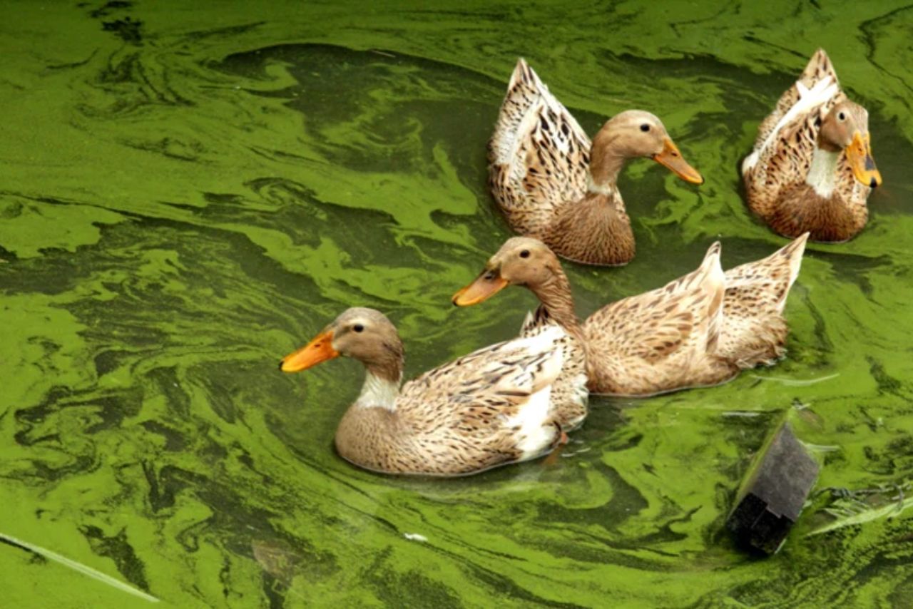 Do Ducks Eat Algae