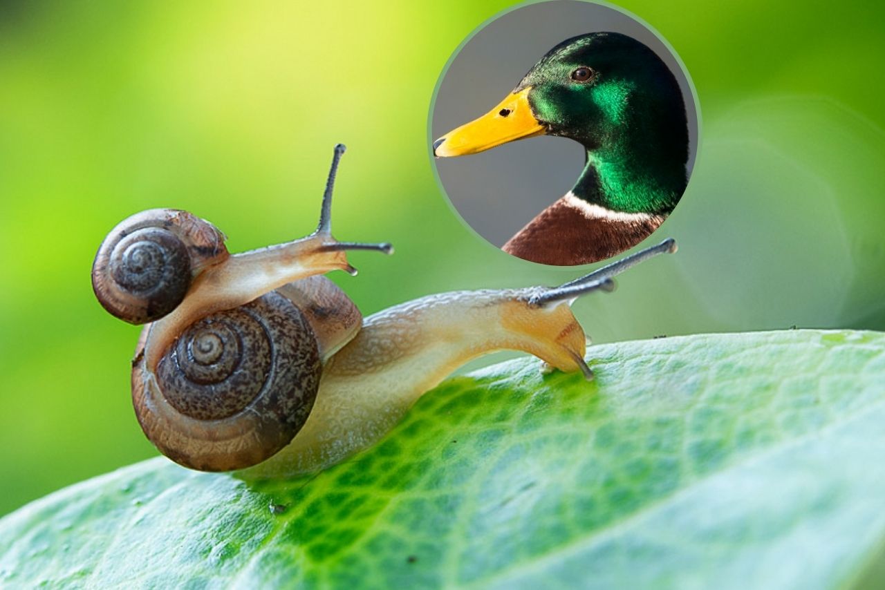 Do Ducks Eat Snails