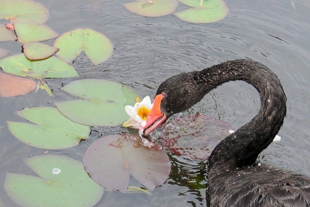 Do Ducks Eat Water Lilies