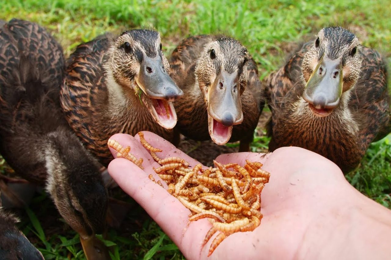 Do Ducks Eat Worms