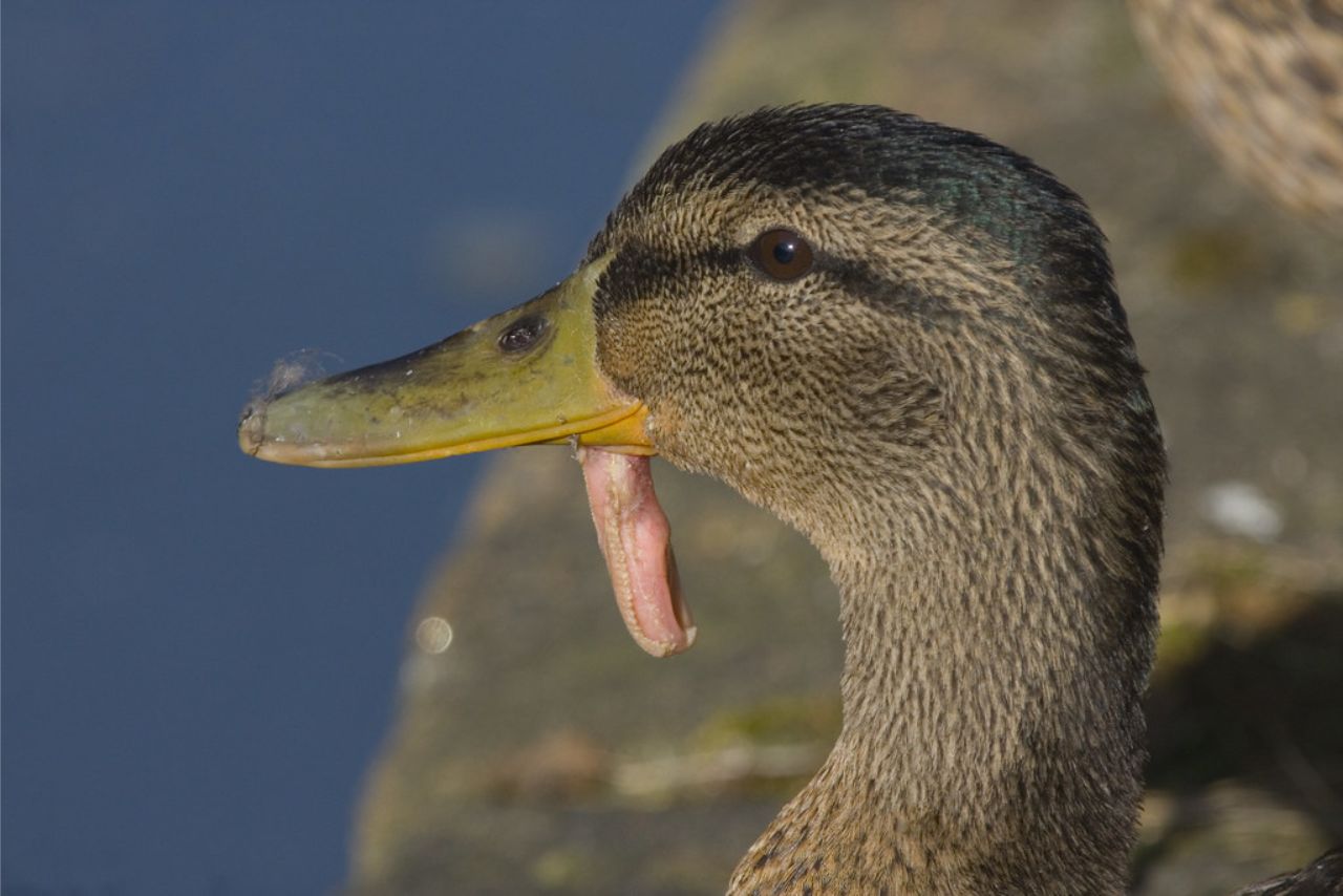 Do Ducks Have Taste Buds