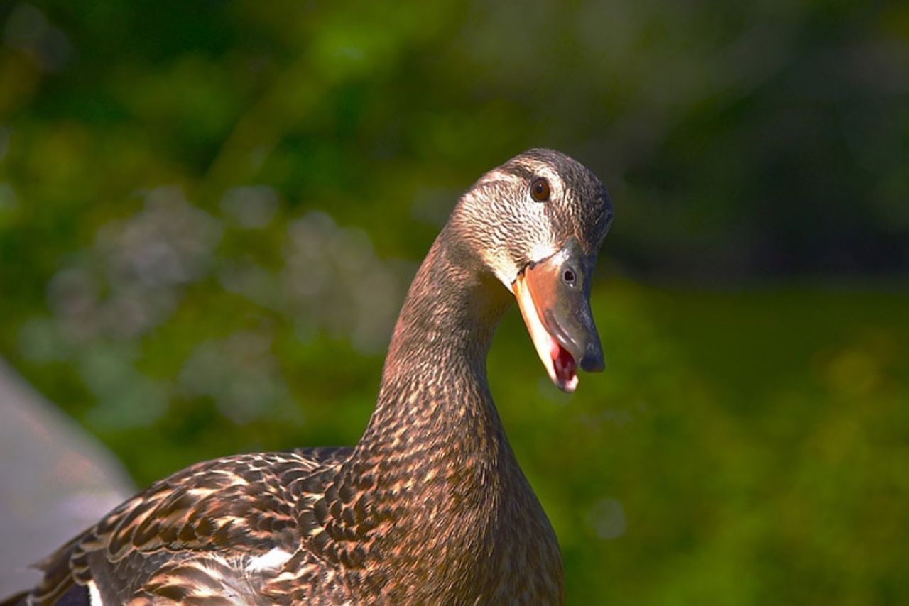 Do Ducks Have Tongues