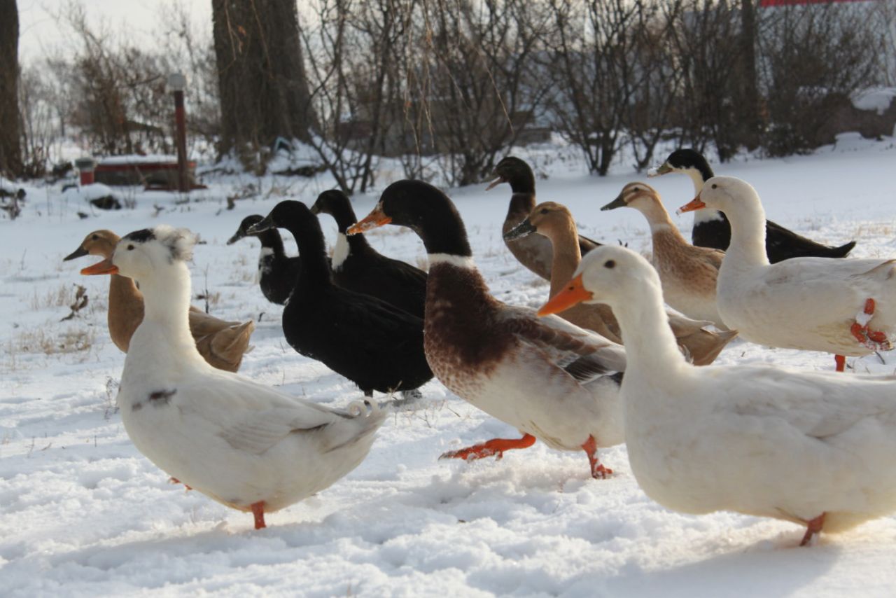 Do Ducks Lay Eggs In The Winter
