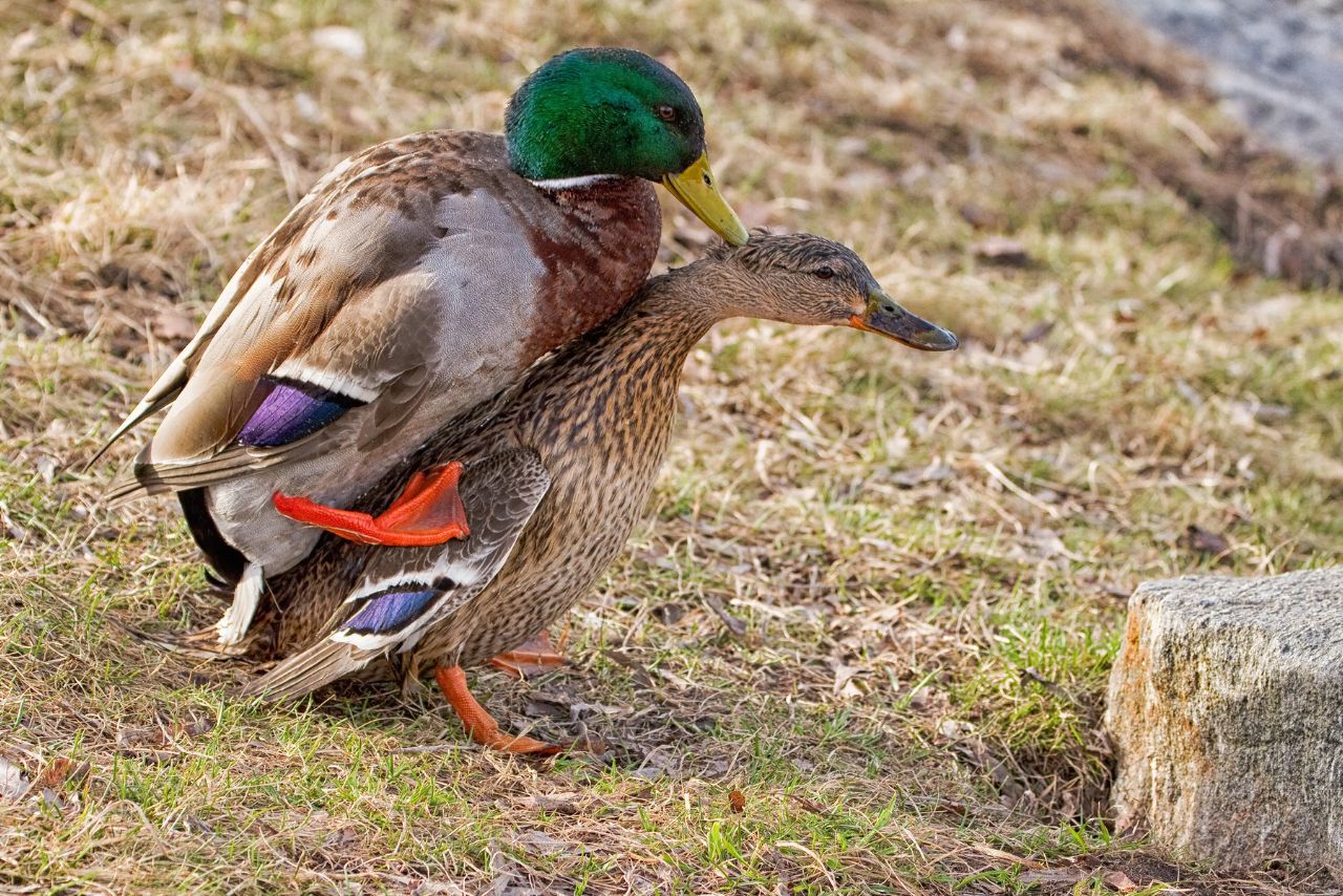 Do Ducks Mate For Life