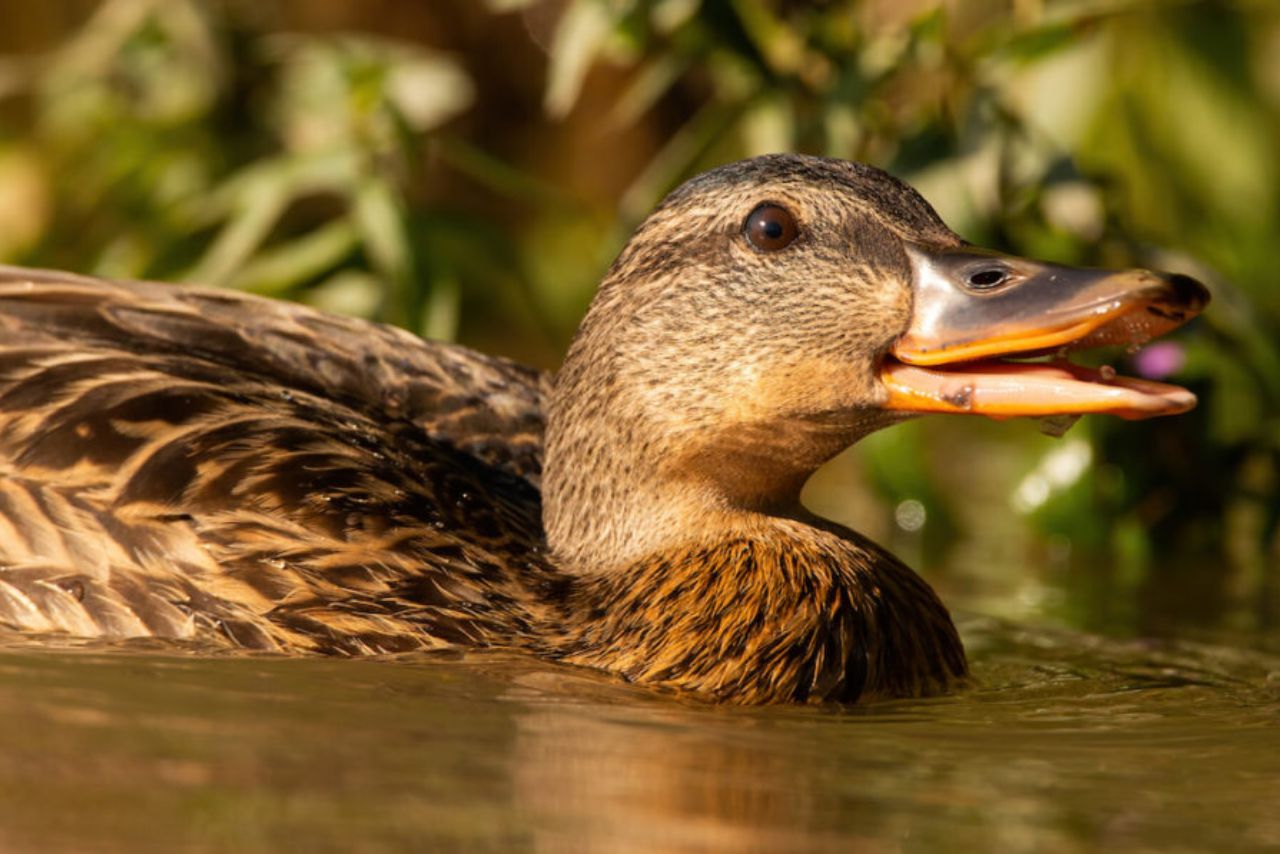 How Do Ducks Breathe