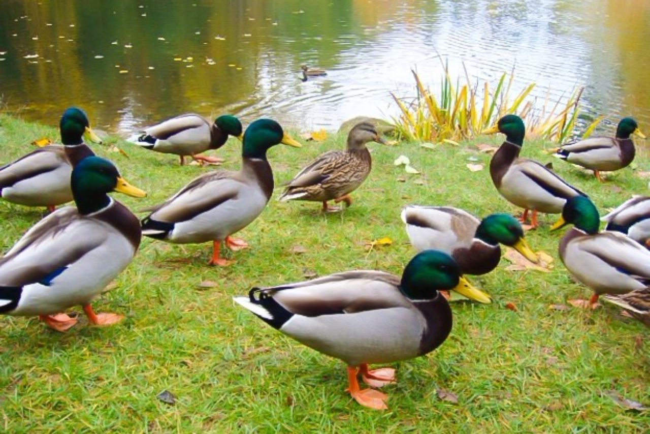 How Many Ducks Per Acre Pond