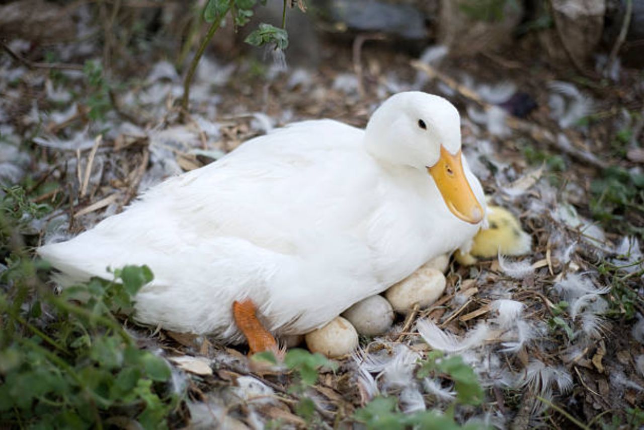 How Many Eggs Do Ducks Lay A Week