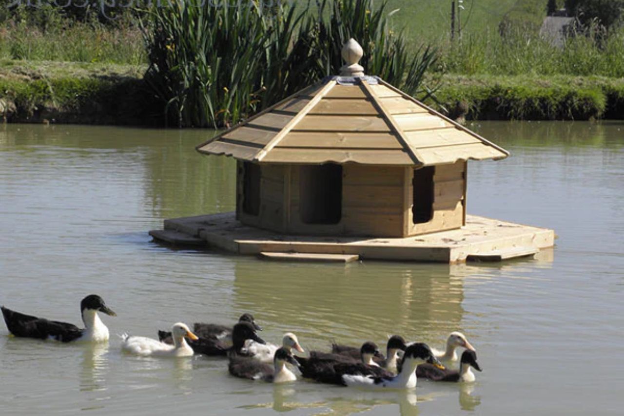 How To Keep Ducks Safe On A Pond
