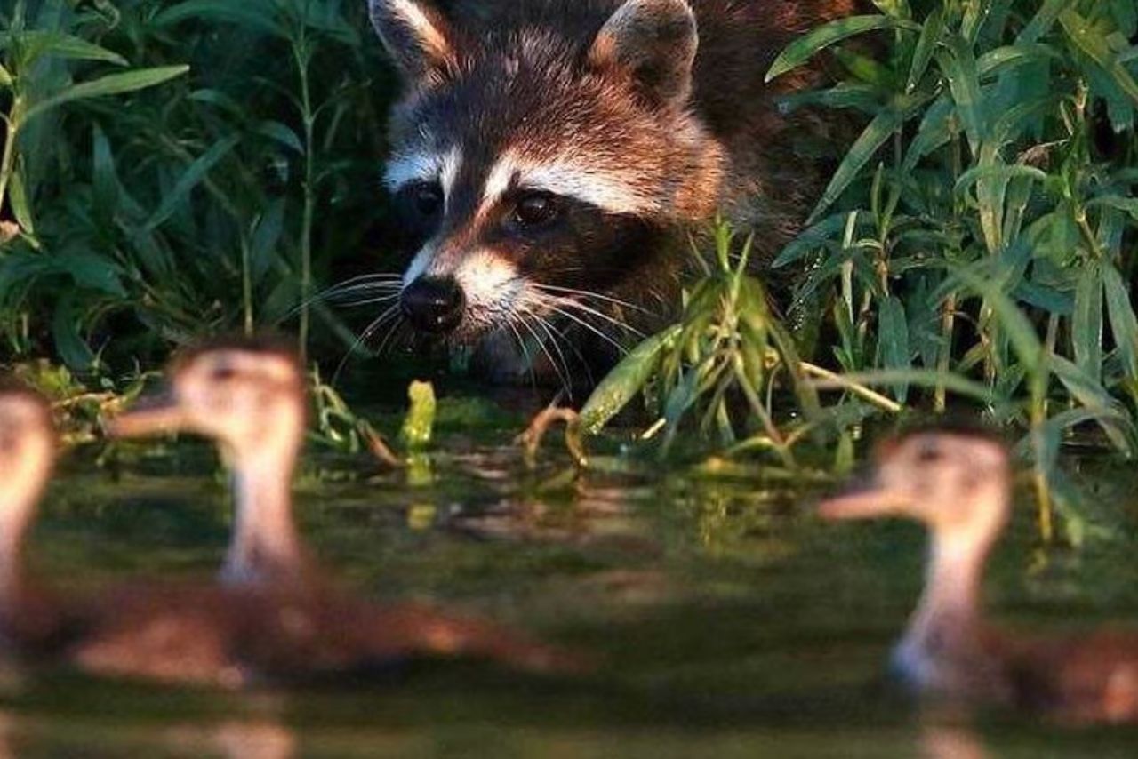 How To Protect Ducks From Raccoons