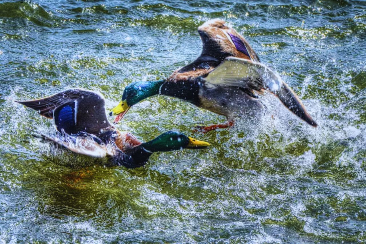How To Stop Ducks Fighting