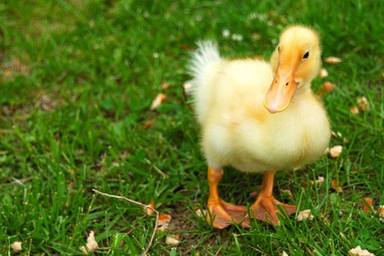 What Are Yellow Ducks Called