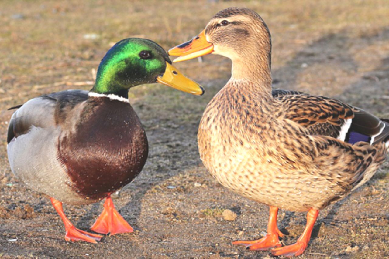 What Does A Female Duck Look Like