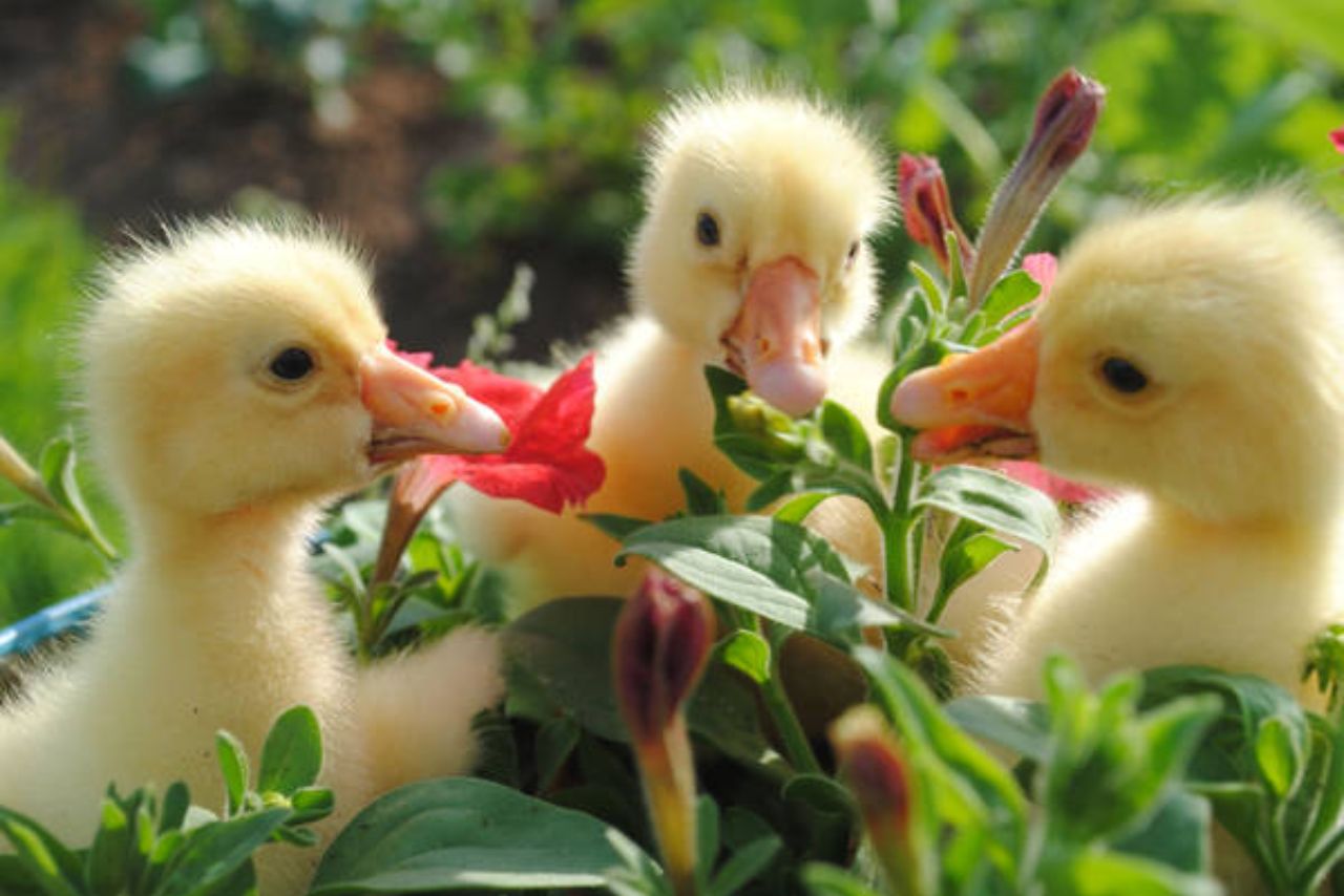What Flowers Can Ducks Eat
