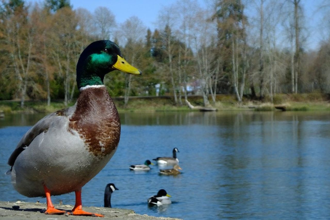 Why Would A Female Duck Be Alone