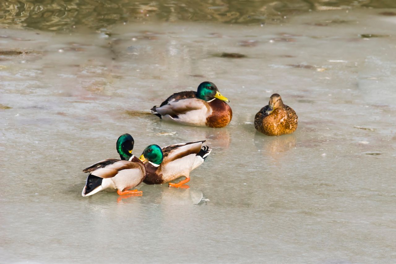 Do Ducks Fight To The Death? (Answer Might Surprise You!)
