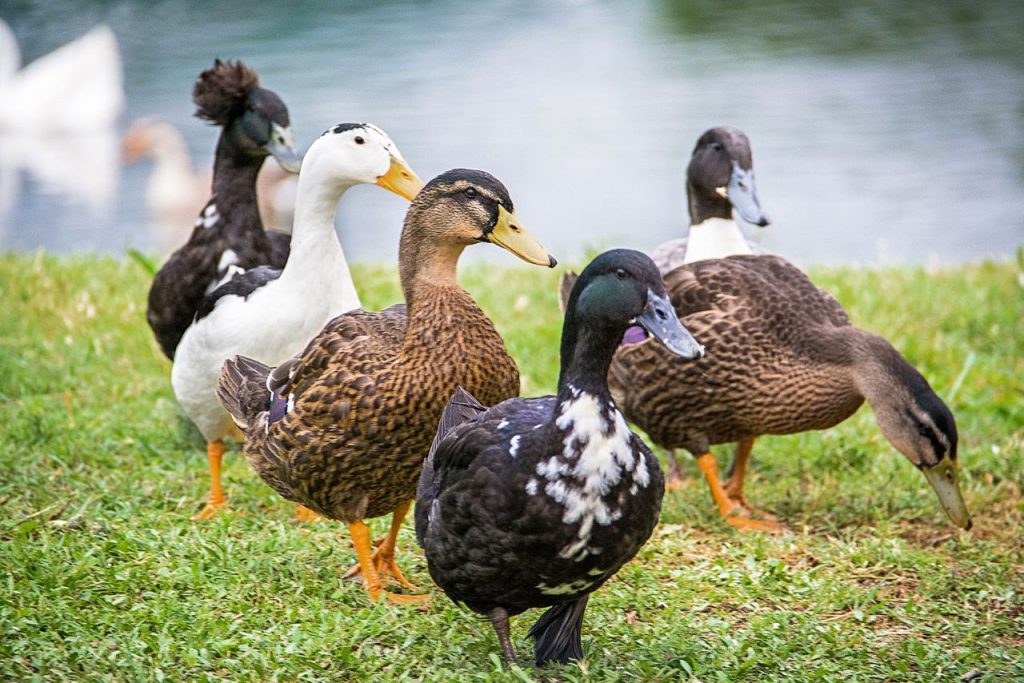 How to Train a Duck to Walk on a Leash?