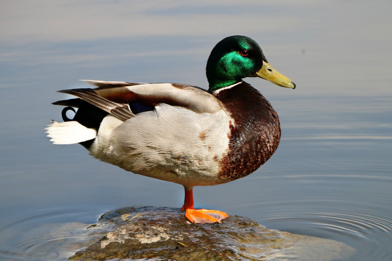 Do Ducks Have Good Hearing? (Answer Might Surprise You!)
