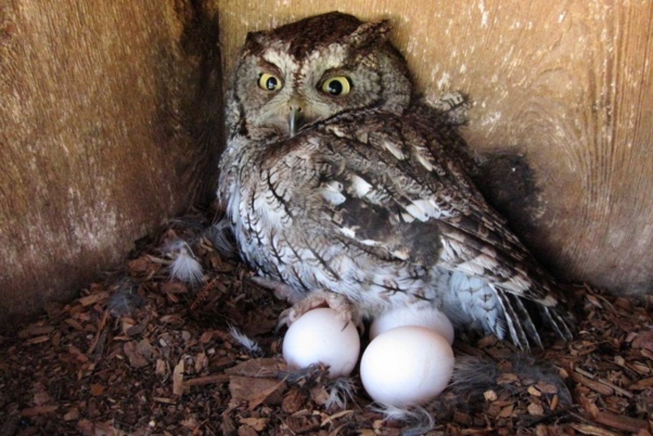 Do Male Owls Lay Eggs