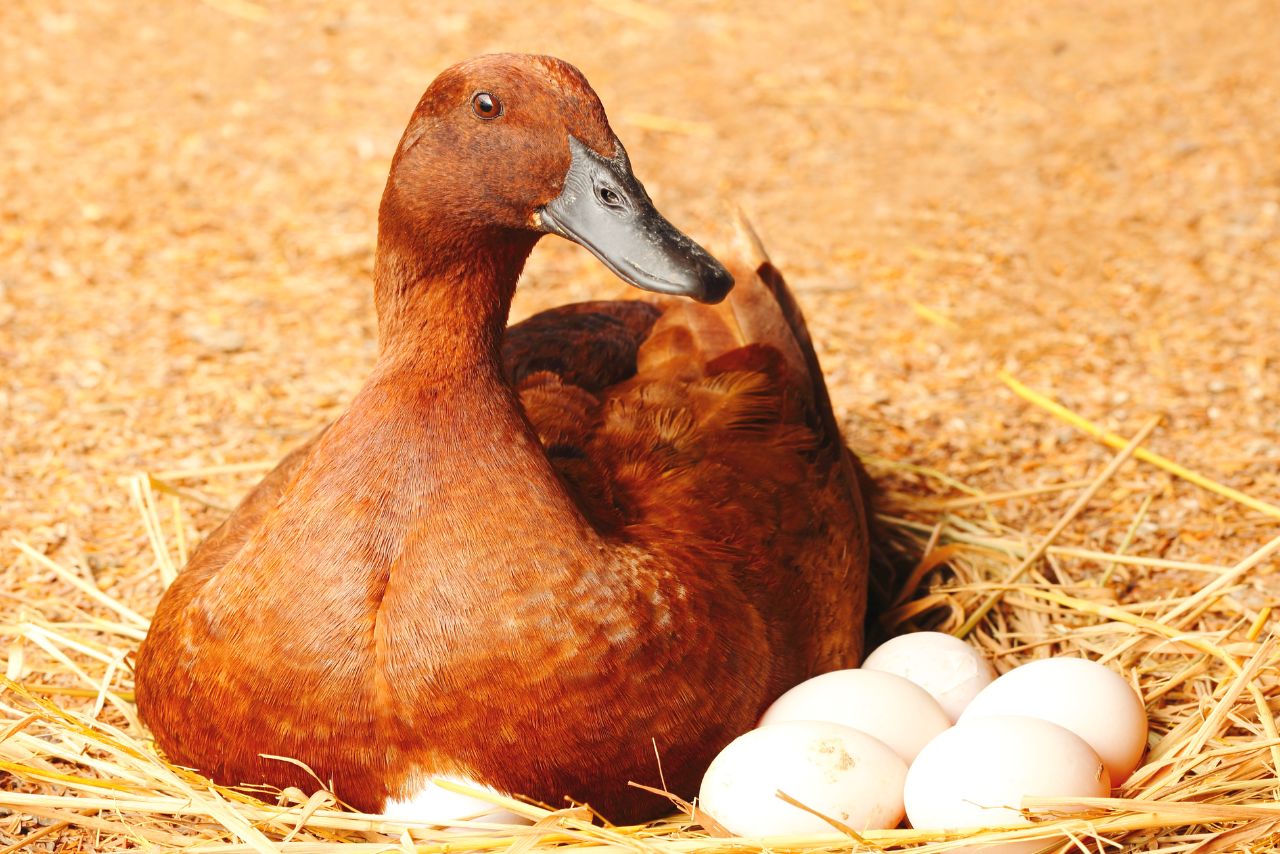 Duck Eggs Disappearing From Nest (The Surprising Truth!)