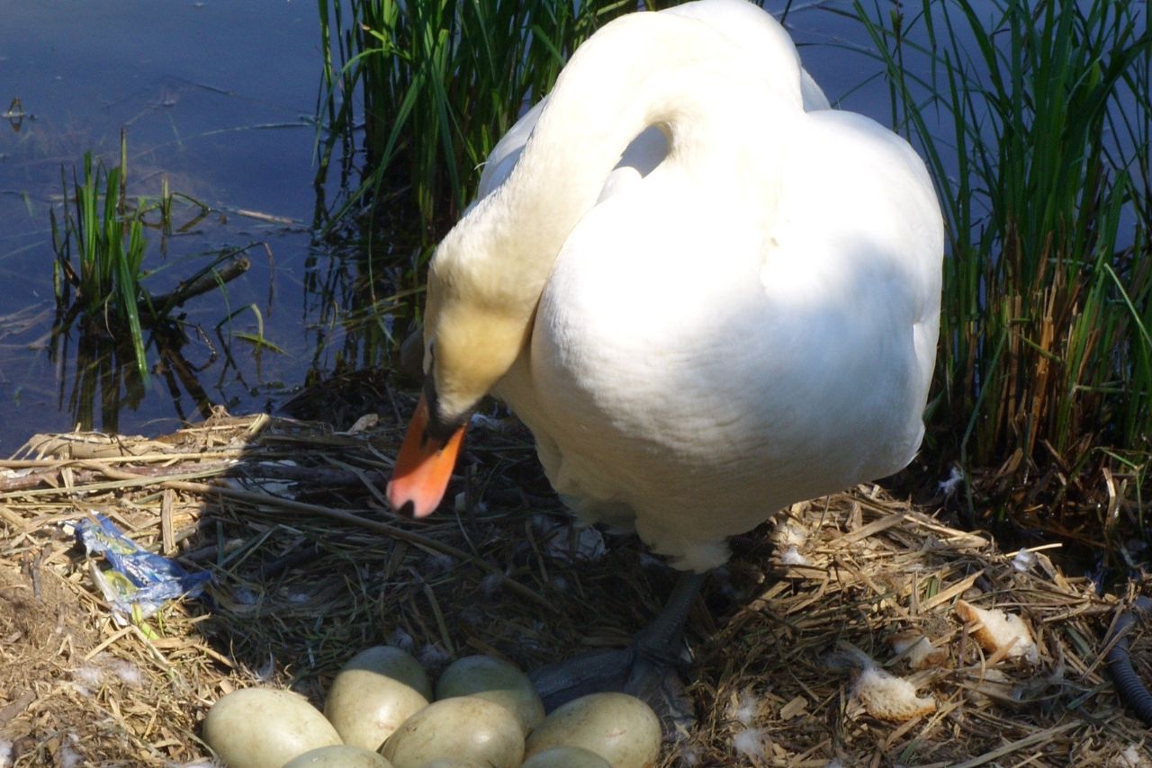 How Long Do Duck Eggs Last In The Fridge?