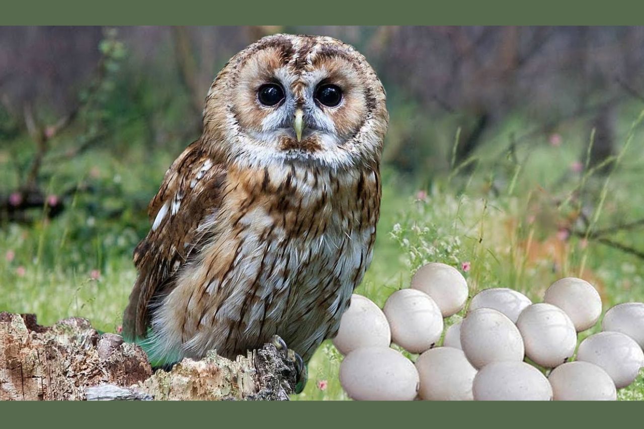 How Often Do Owls Lay Eggs