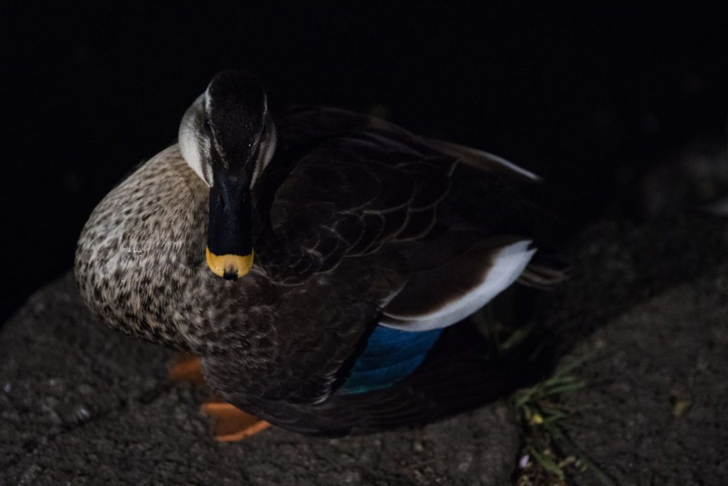 How to Train Ducks to Go in at Night?