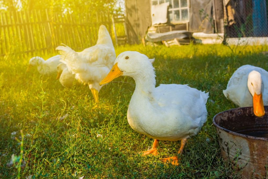 How to Train Ducks to Stay in Your Yard?