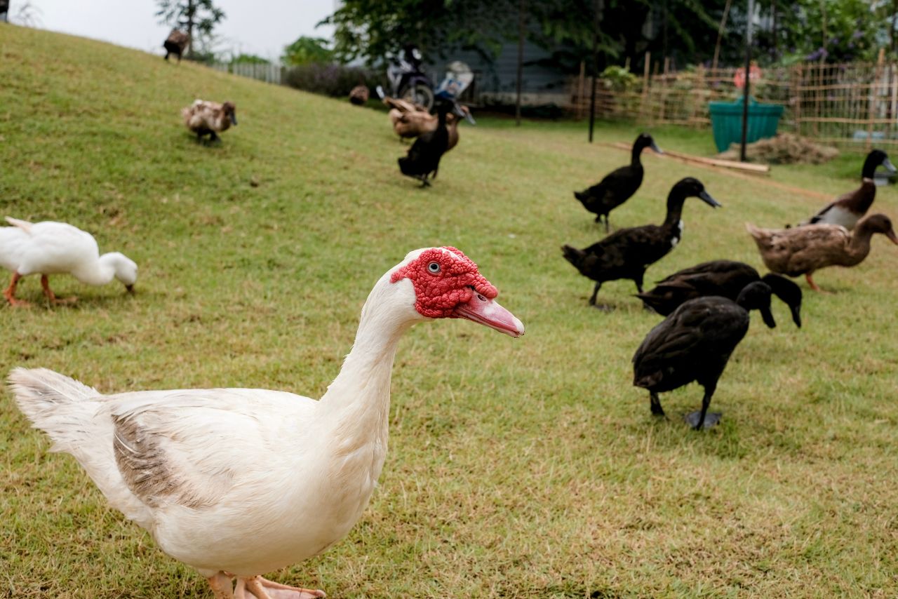 How to Train Ducks to Stay in Your Yard? (A Complete Guide!)