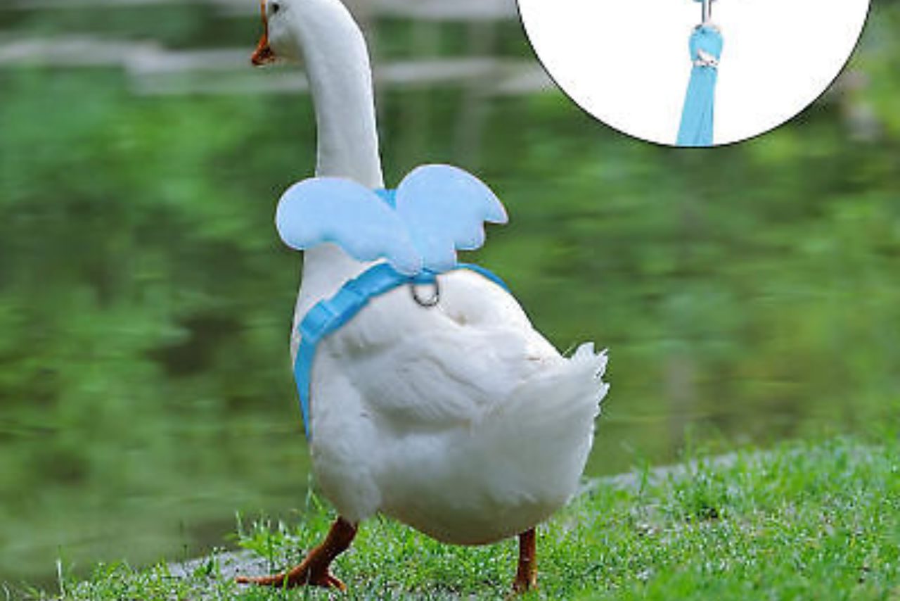 How to Train a Duck to Walk on a Leash?