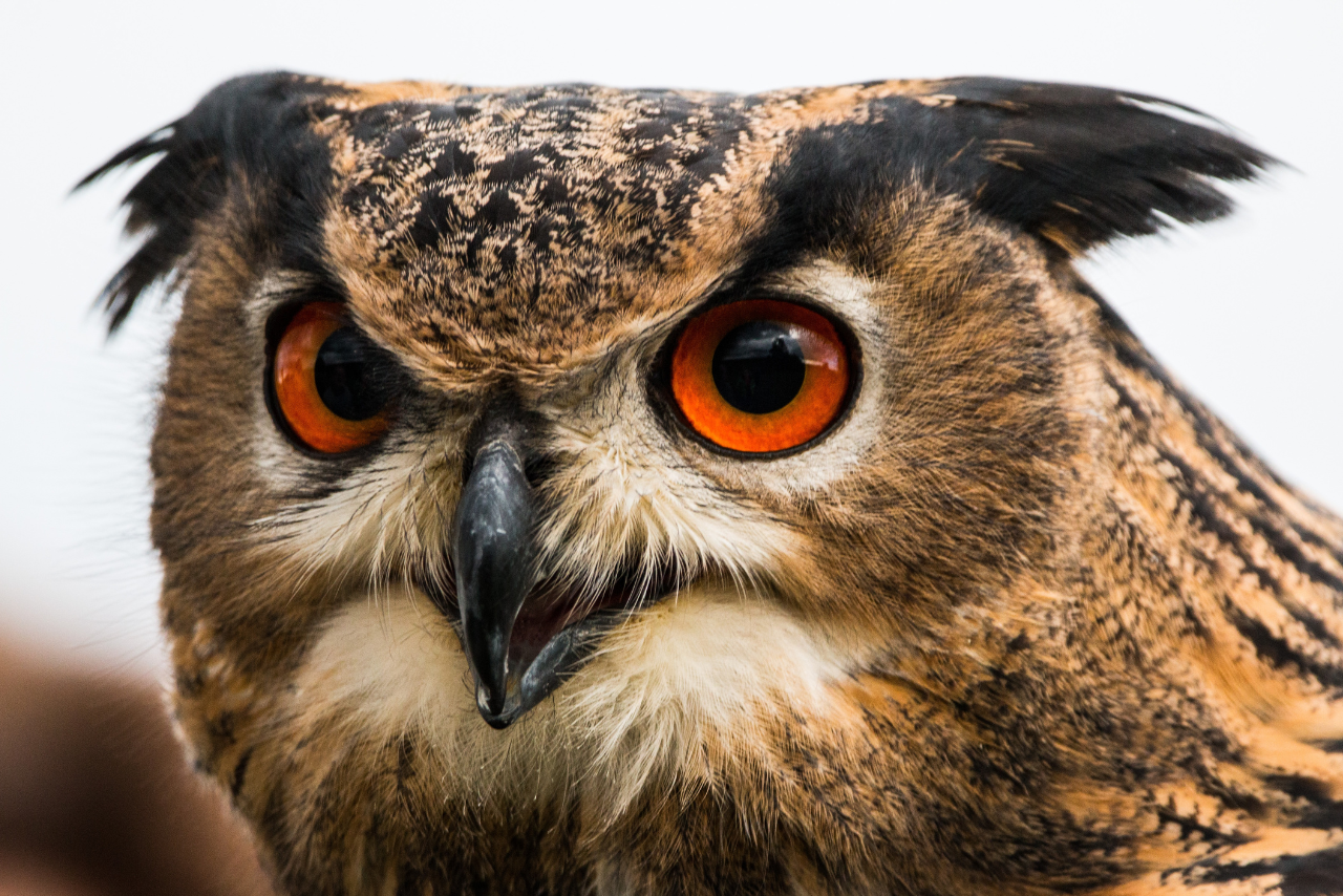 What Birds Do Owls Eat?