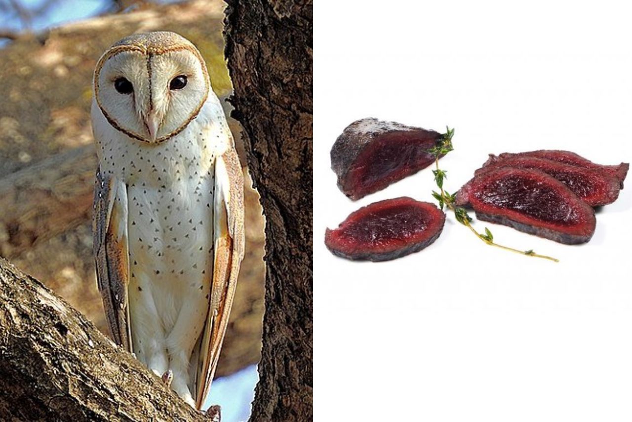 What Does Owl Meat Taste Like