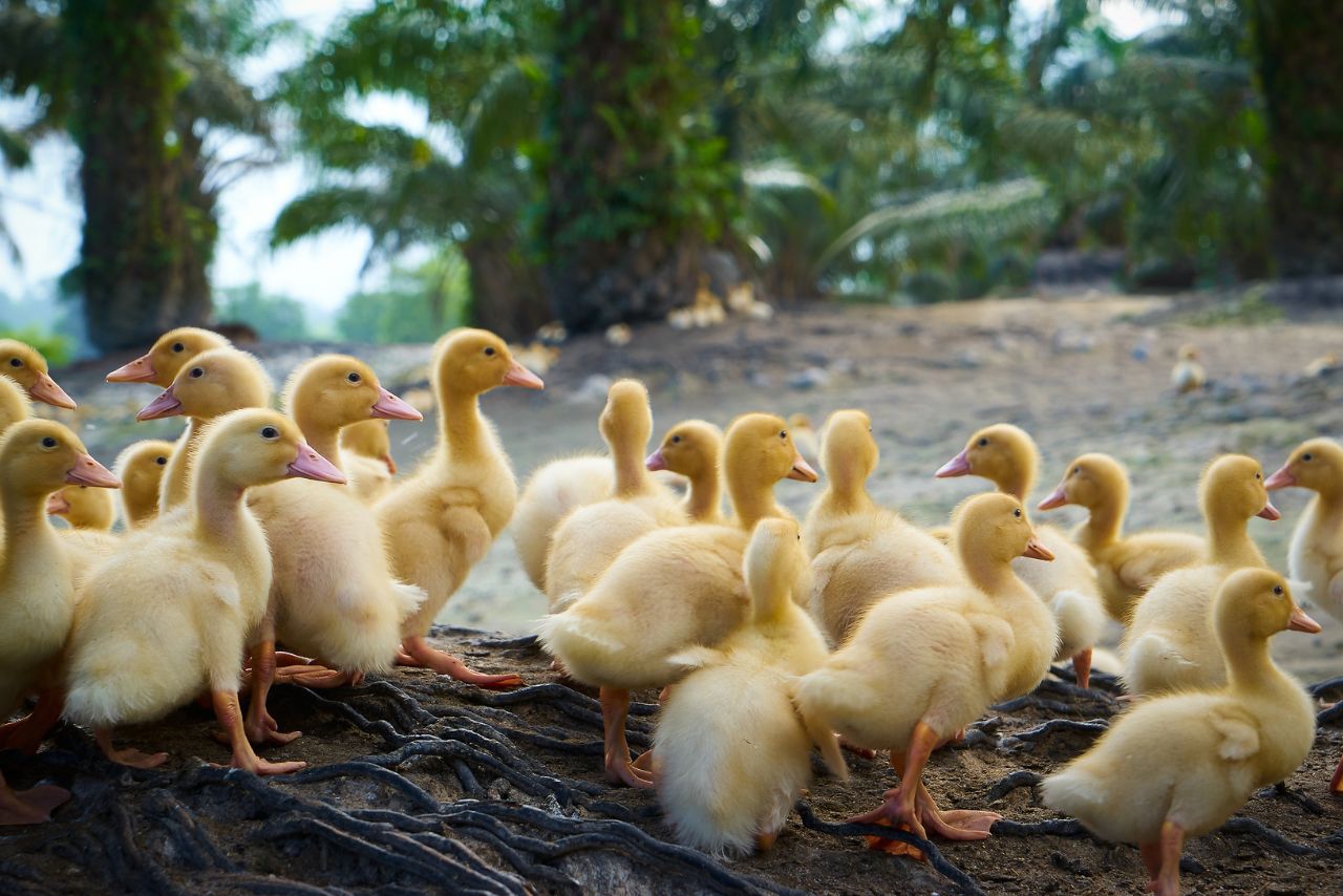 What Is A Group Of Baby Ducks Called?