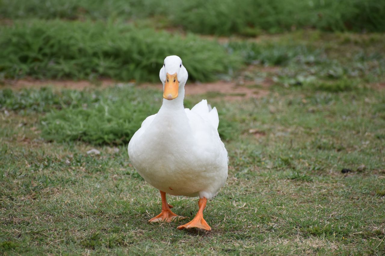What Is Female Duck Called?