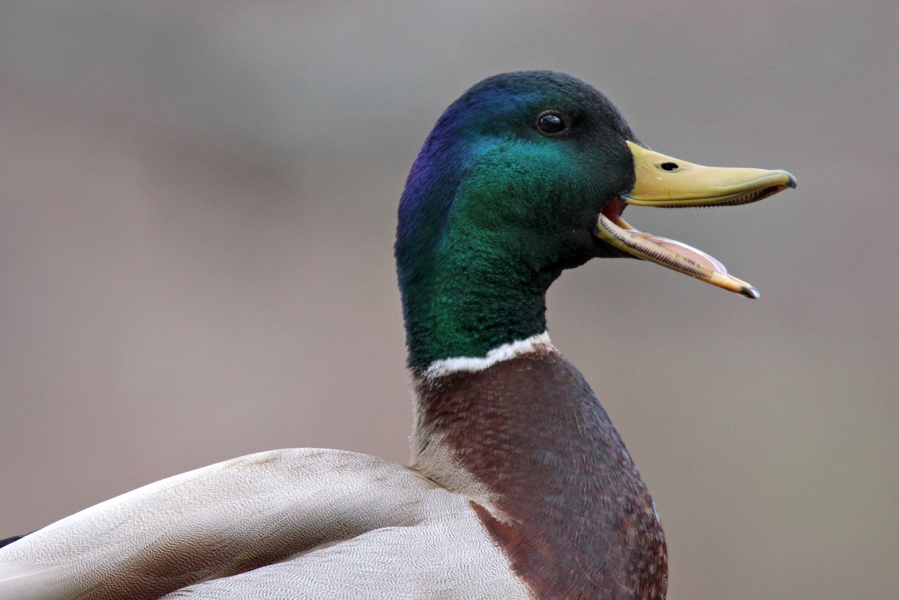 Why Do Female Ducks Quack So Loud