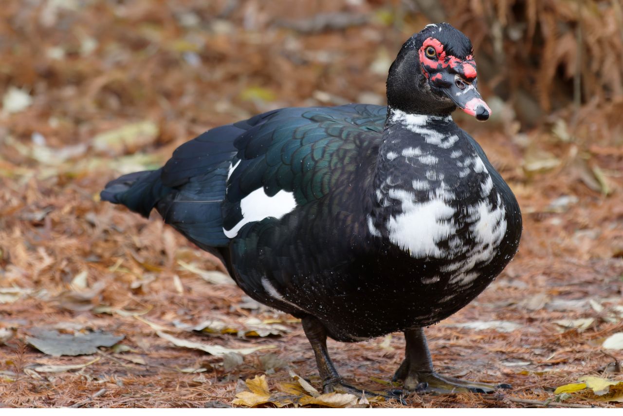 Why Do Muscovy Ducks Wag Their Tails?