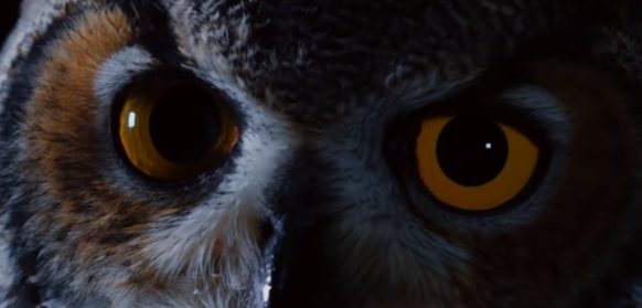 Do Owls Really Eat Human Eyes?