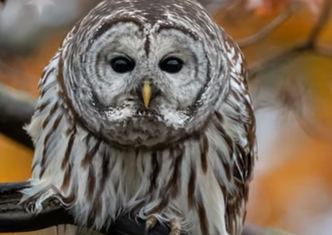 Do Owls Recognize Faces?