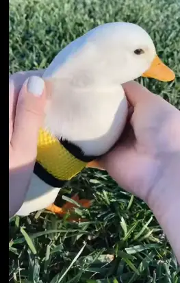 How to Make a Duck Leash?