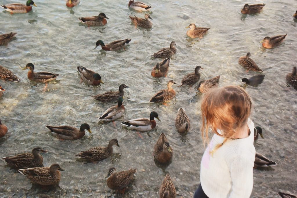 Do Ducks Have Good Hearing?