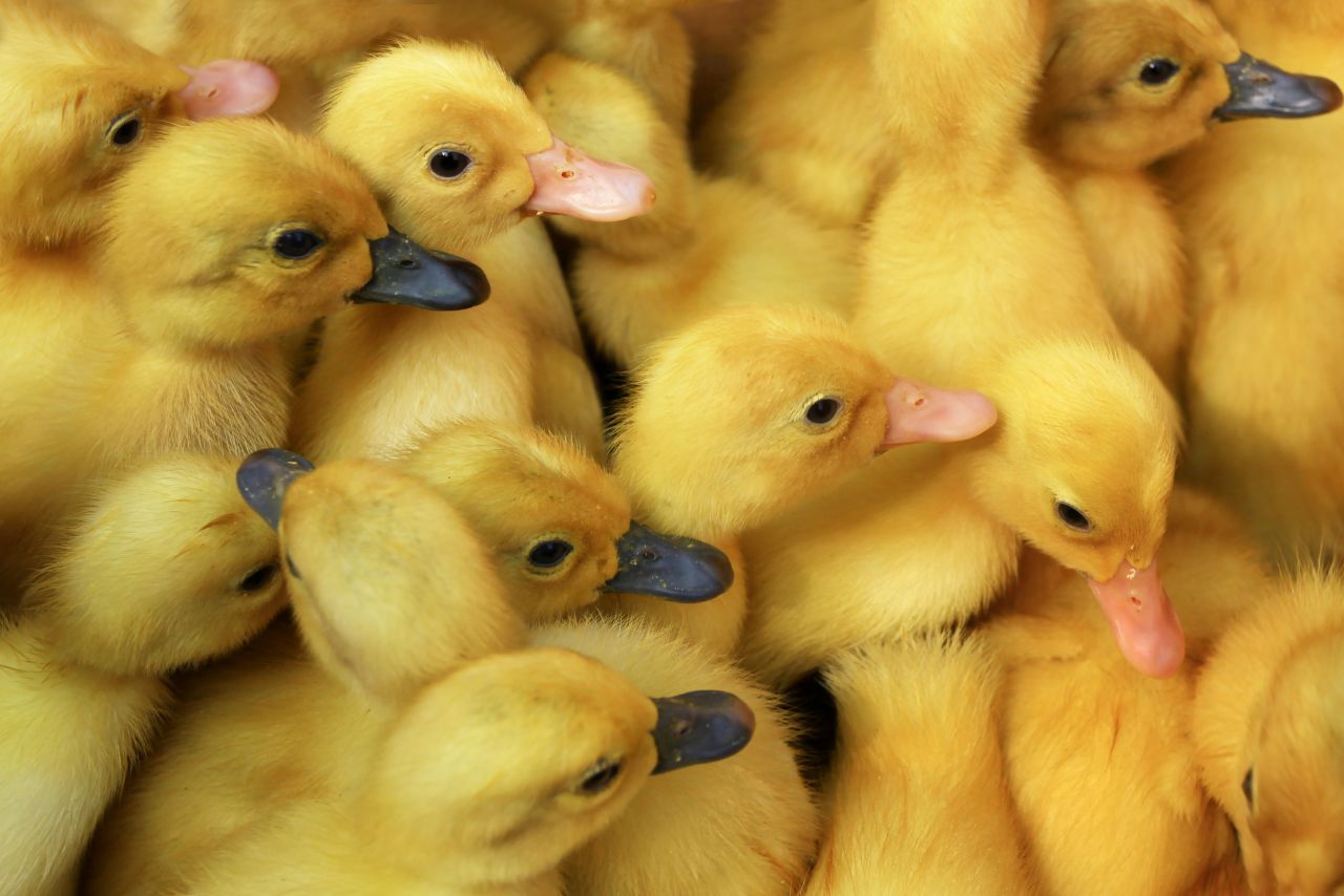 Are All Ducklings Yellow