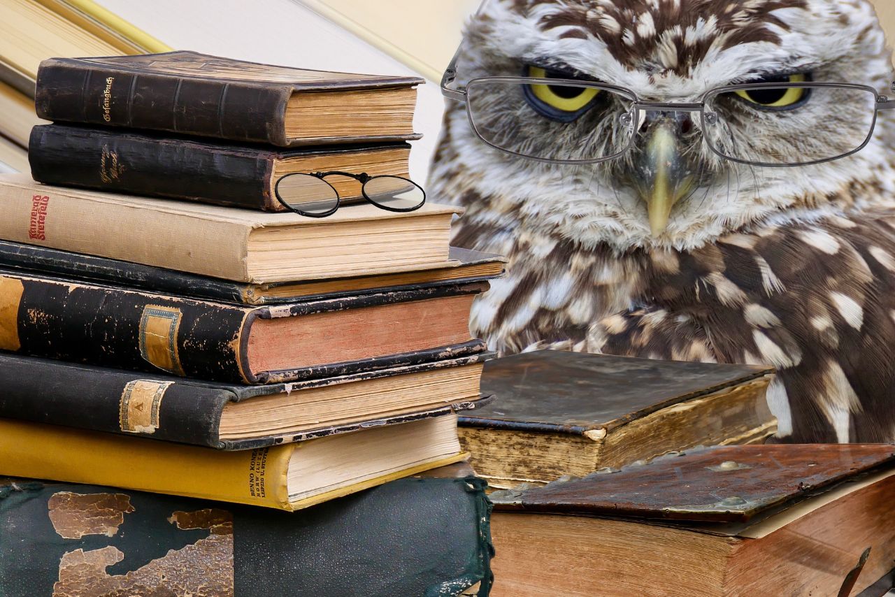 Are Owls Intelligent